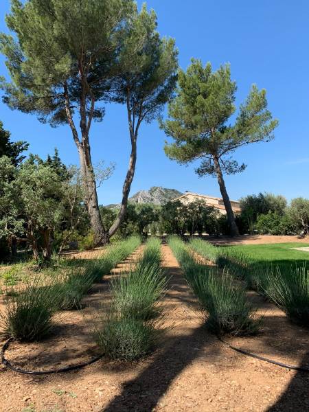 Plantation d'un champ de Lavande à Eygalières dans les Bouches du Rhône